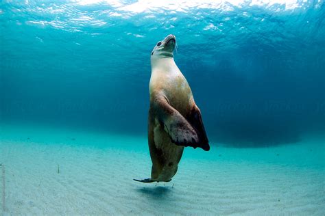 australian sea lion by stocksy contributor song heming stocksy