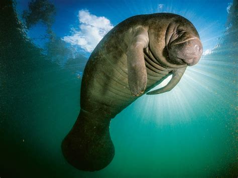 The Esa A Win For Turtles And Marine Mammals Save Our Seas Magazine