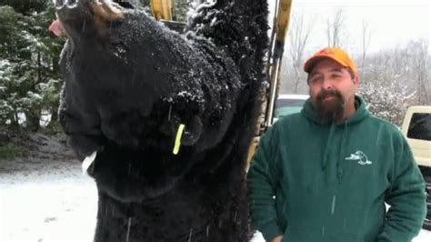Pennsylvania Hunter Aims For World Record With 772 Pound Black Bear