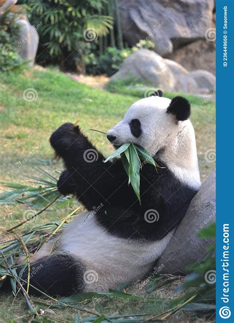 Giant Panda Bear Eats Bamboo Leaves In A Zoo In The Ocean Park 18 Nov