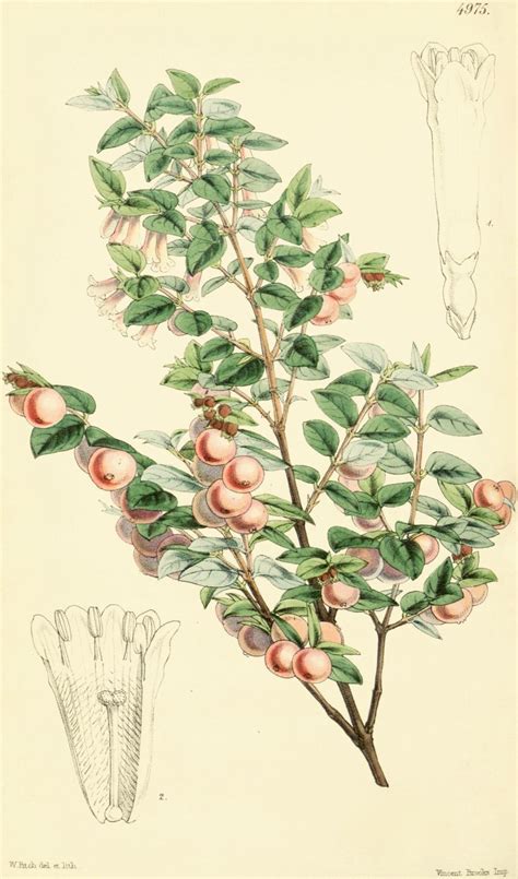 Pink Snowberry Symphoricarpos Microphyllus