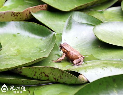 刺桐公园荷花池传出“牛”叫声 专家：系外来物种牛蛙，容易破坏水域生态腾讯新闻