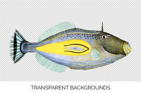 Hope you all like this video. Fish Leather Jacket Fish By Enliven Designs ...
