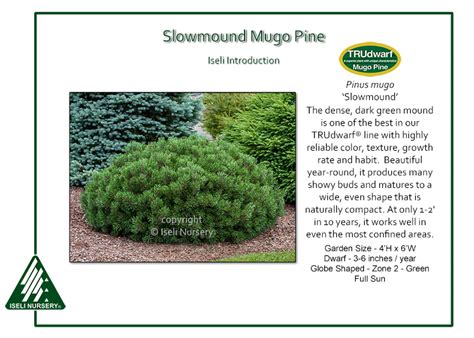 Pinus Mugo Slowmound Iseli Nursery