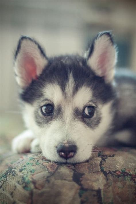 We present our illustrated list of 20 of the cutest puppy breeds. 14 Husky Puppies That Should Be Illegal