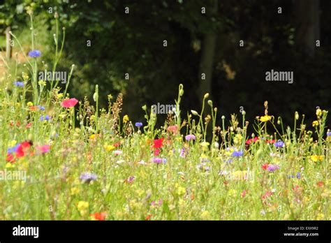 Urban Wildflower Meadow Sheffield Hi Res Stock Photography And Images