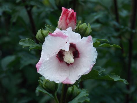 Free Images Blossom Drop Sun Petal Bloom Bush Botany Flora