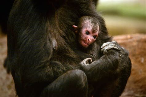 Spider Monkey Newborns At Chester Zoo North Wales Live