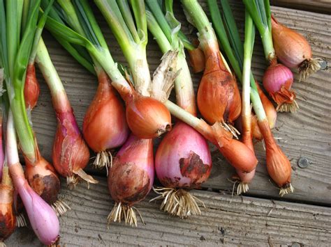 Maybe you would like to learn more about one of these? When to Harvest Onions | Garden Guides