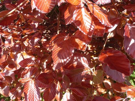 Fagus Sylvatica Purpurea Copper Beech Tauranga Tree Co