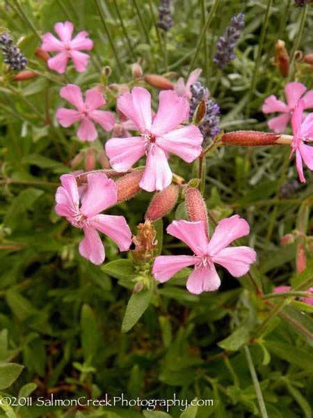 Saponaria Lempergii Max Frei At Bed Digging Dogs Dog Nursery Large