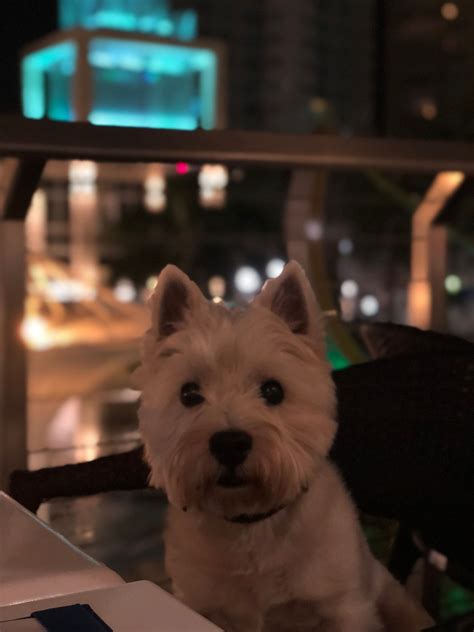 The legislature approved a special. Max at Sea Salt St Petersburg | Westie puppies, Canine companions, Westies