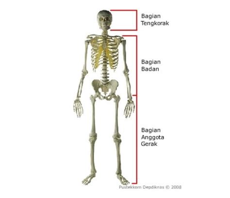 We did not find results for: Sistem Gerak Manusia, Rangka (Tulang), Jenis dan Fungsi ...