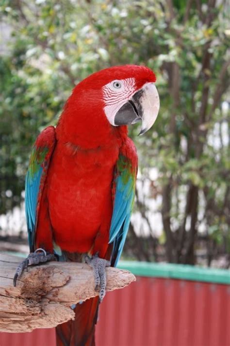 How To Tell If Your Parrot Is Sick 7 Steps