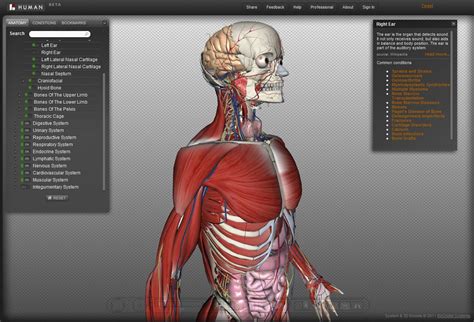 Anatomia 3d