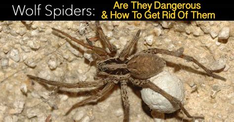 Wolf Spiders: Are They Dangerous and How To Get Rid Of Them