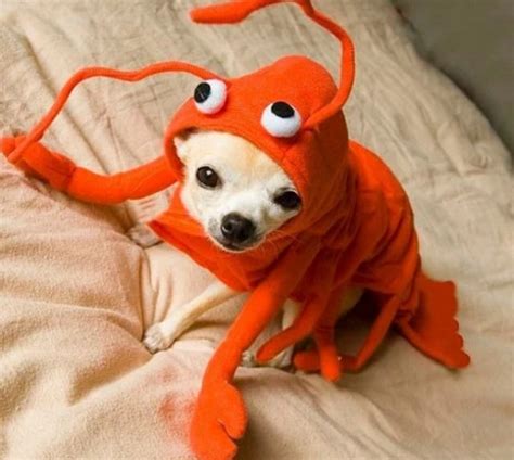Ten Claw Snapping Funny Dogs Dressed As Lobsters