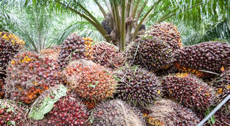Red palm oil is one of the latest tropical oils to hit the health food scene as many people are reaching for healthier fats to use in exchange for traditional. Oil palm | Yara Malaysia