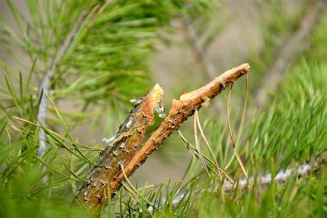 7 Survival Uses Of Pine Resin You Need To Know Survival Life