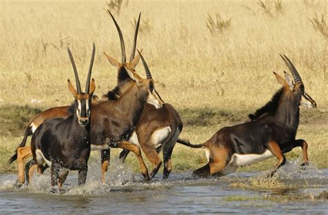 Zimbabwe Sable Antelopes