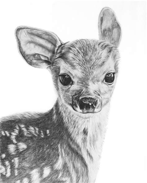 Fawn Pencil Drawing Giclée Print Baby Deer Baby Animals Deer Drawing