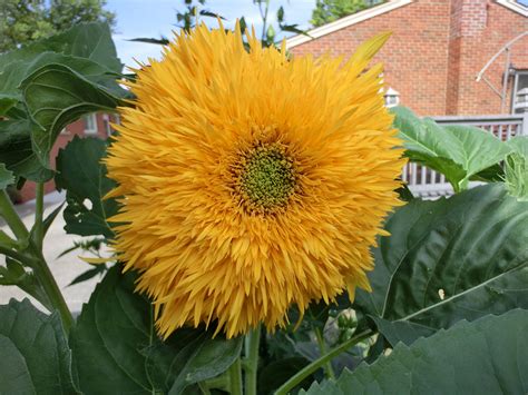 A Large Yellow Flower With Green Leaves In Front Of A Brick Building On