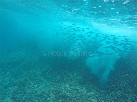 School Of Fish In Hawaii Stock Photo Image Of Waters 54003080