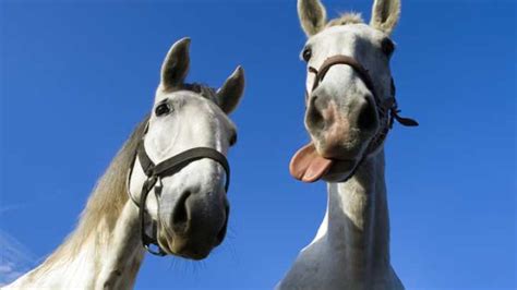 horses  read  facial expressions iflscience