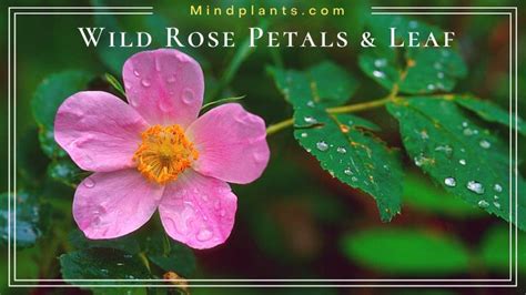 Types Of Wild Roses And Identification Of The Plant