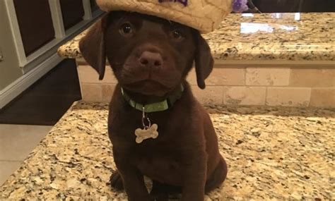 Read reviews () write a review. Chocolate Lab Puppies For Sale Near Me Ideas