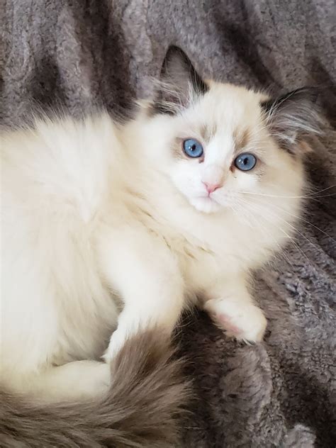 Beautiful Ragdoll Kittens Available For Sale Adoption From