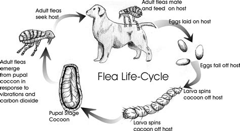 The stages of the cat in heat cycle are described in detail below next, the unspayed female cat enters the heat stage, also known as estrus, oestrus or estrous. Flea Control -Dogs & Cats | Safari Veterinary in League ...