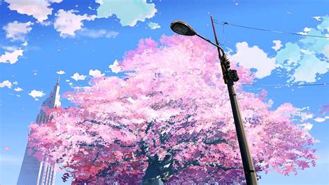 Cherry Blossom Tree Anime Wallpapers Wallpapers High Resolution