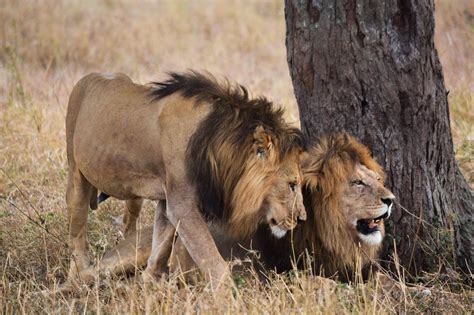 Two Large Male Lion Brothers Greeting Each Other After A Morning Hunt