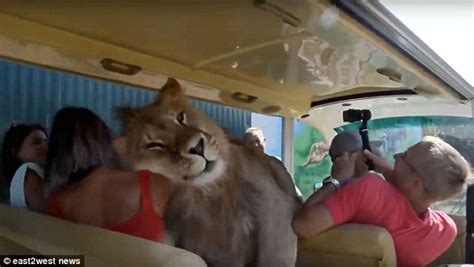 Lion Clambers Over And Licks Tourists At Taigan Safari Park In Crimea Daily Mail Online