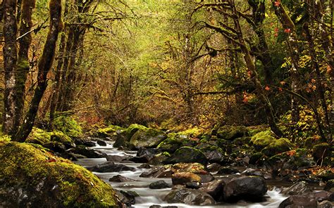 fondos de pantalla ee uu bosques otoño piedras detroit oregon arroyo árboles naturaleza