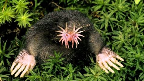 Star Nosed Mole Youtube