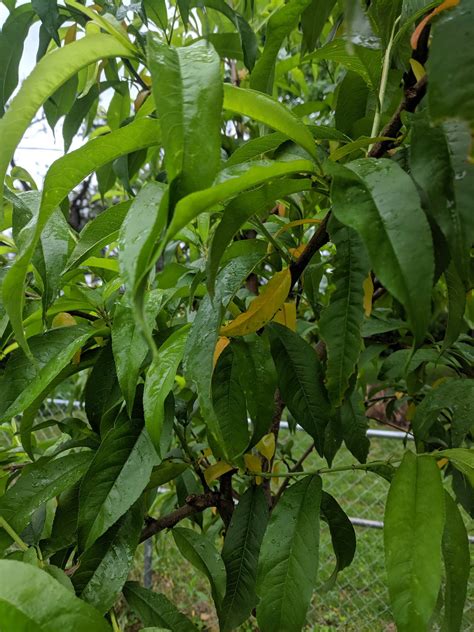 Fruit Tree Identification By Leaf