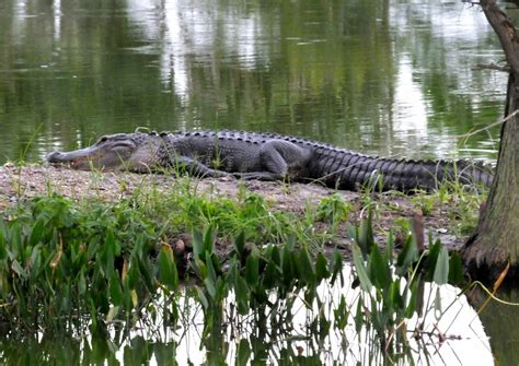 Are There Alligators In Hawaii All You Need To Know Travelperi