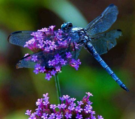 Beautiful Dragonfly Lavender And Willow Pinterest