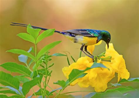 Birds Colorful Plants Flowers Green Yellow Yellow