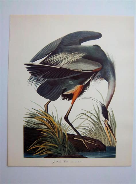 Vintage 14 X 17 Audubon Great Blue Heron Etsy In 2020 With Images