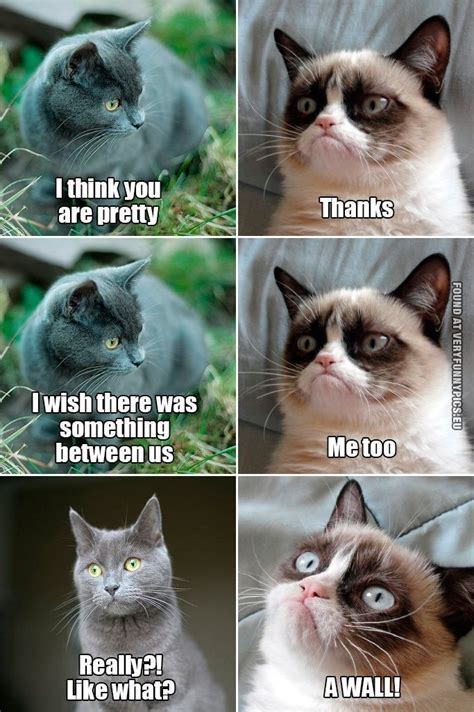 Animal Humour Cute Animal Memes Funny Animal Quotes Animal Jokes