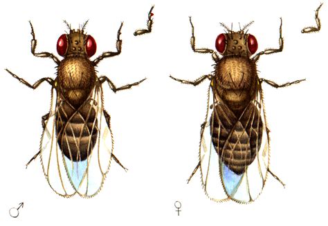 Drosophila Fruit Flies Male And Female Lizzie Harper