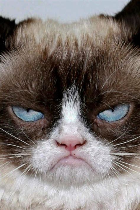 My Current Mood Grumpy Cat Cat Kitty Kitten Meow French Cats Grumpy