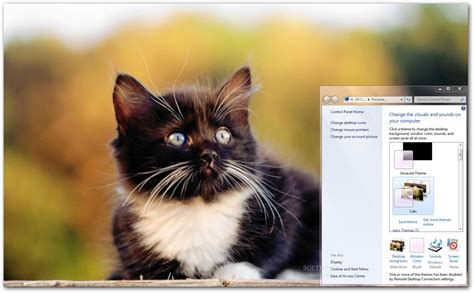 Cats Windows Theme Download