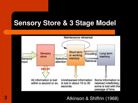 How we process, store, and retrieve knowledge. PPT - Cognitive Psychology C81COG 4. Immediate (Sensory ...