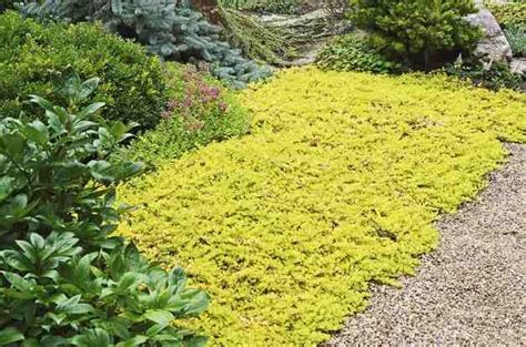 Top 10 Colorful Groundcovers Birds And Blooms Ground Cover Plants