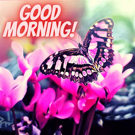 200 Good Morning Butterfly Images Hd Butterfly Photos With Quotes