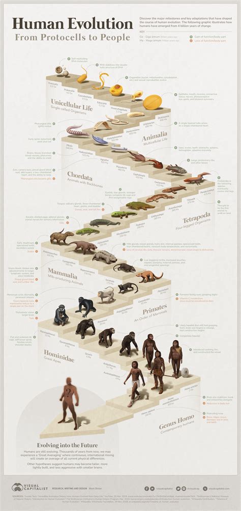 Visualized The 4 Billion Year Path Of Human Evolution Annotated By